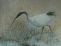photos 042  Ibis - Oil on Gesso